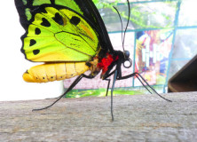 Bright Green Butterfly